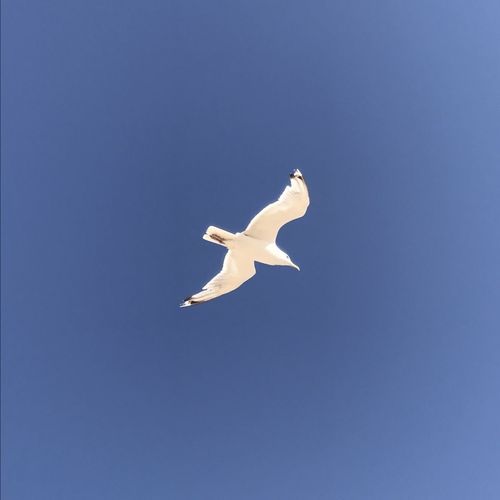 Voyage