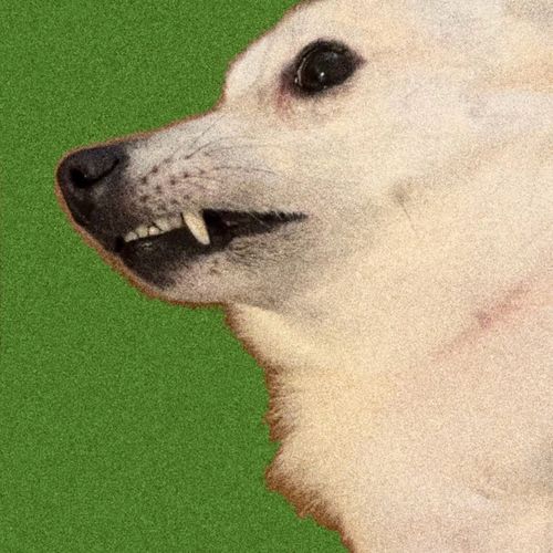 dog dreams cover art