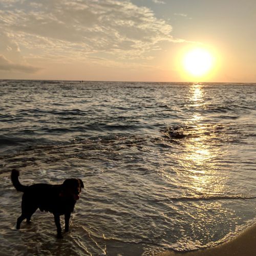 Calm Ocean Waves of Dog Companionship: Beachside Bark_poster_image