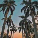 The Collapse of Mankind