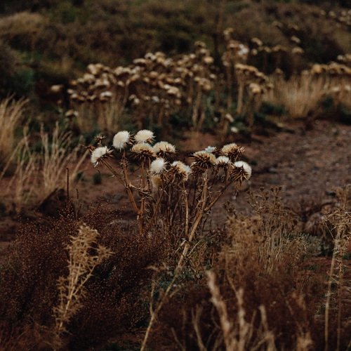 The Simien Fox cover art