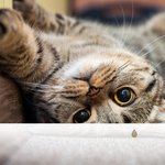 Oiseaux et Mer Douce