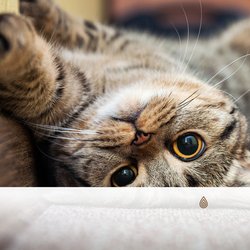 Repos Chalereux pleine de la Sérénité de la Terre