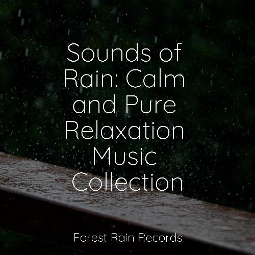 Sounds of Rain: Calm and Pure Relaxation Music Collection