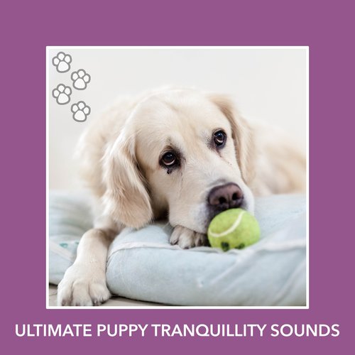 Dog Dreams cover art