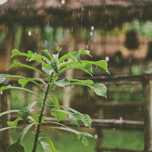 20 Minute Rain and Music Sounds for Cozy Nights_poster_image