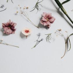 Krishno Aila Radhar Kunje