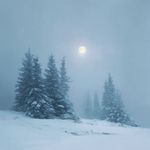 Silent Pines