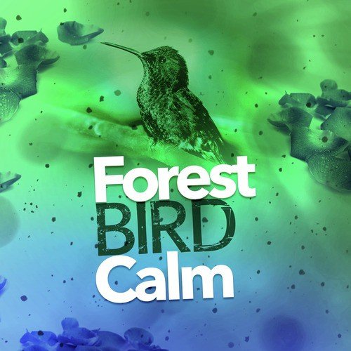 Forest Bird Calm_poster_image