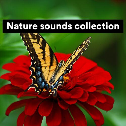 Nature sounds collection, Pt. 19