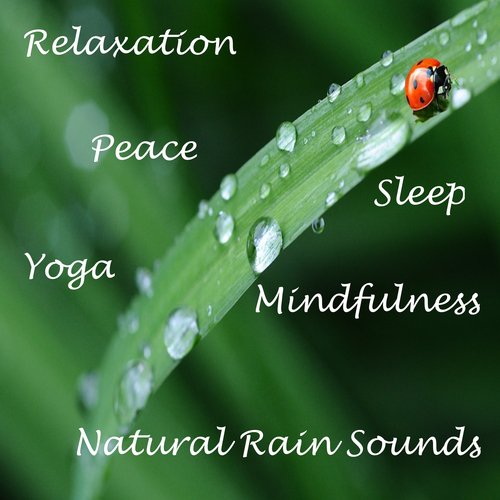 6 Calming Rainforest Noises, Natural Wellbeing and Sleep Rain Tracks, Soothing Sleep for Insomnia and Gentle Wellbeing Sounds