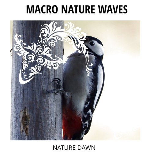 Macro Nature Waves - Nature Dawn