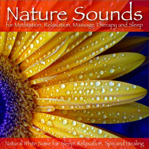 Rain Meditation: Nature Sounds Lullaby