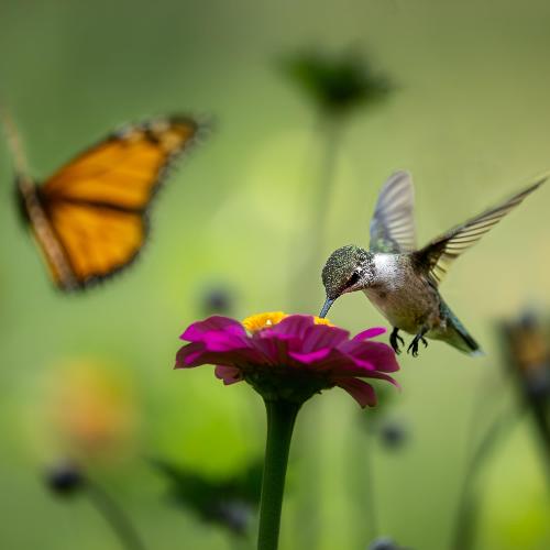 Nectar cover art