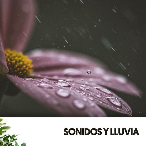 Orquesta de Grillos Nocturnos cover art