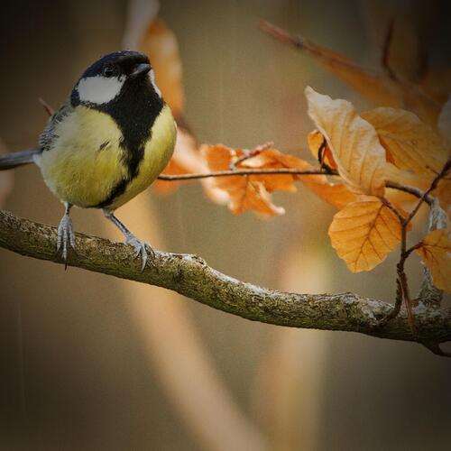 Nature Sounds and Birds Singing to Relieve Anxiety and Feel Relaxed_poster_image