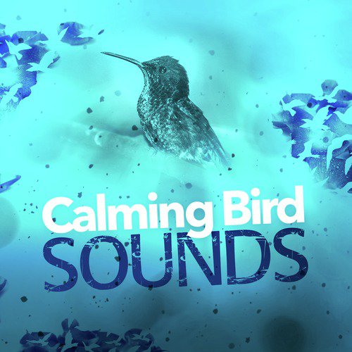 Calming Bird Sounds