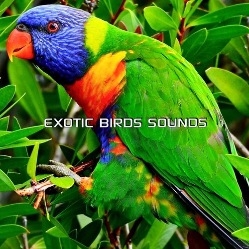 Nature Sounds of Exotic Birds (Special Effects Soundscapes Remix) cover art