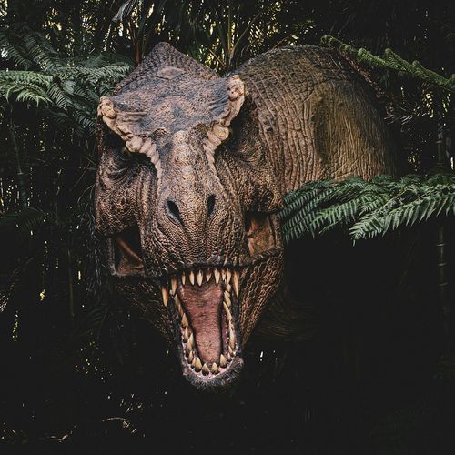 T Rex Drill