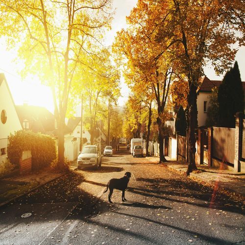 Village of Sunrise cover art
