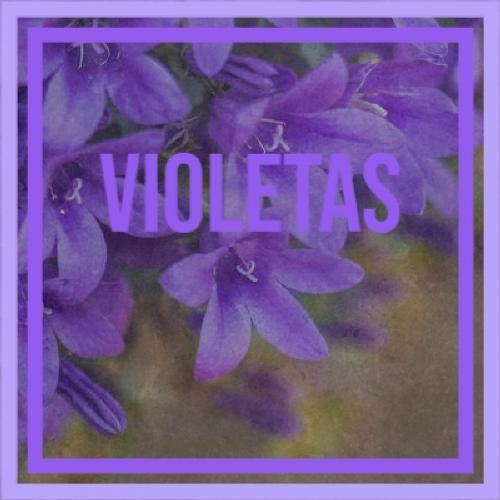 Violetas