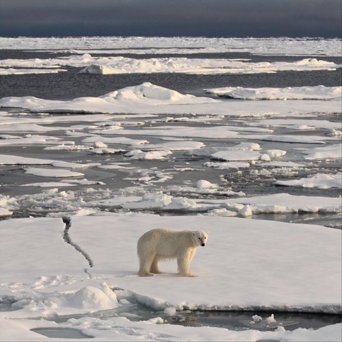 Arctic Angels (Ode to The)_poster_image