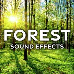 Forest Sound Effects