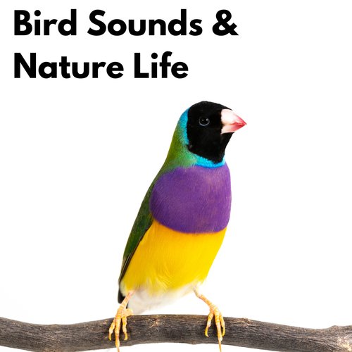 Bird Sounds cover art