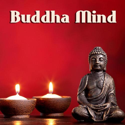 Buddha Meditation Collective