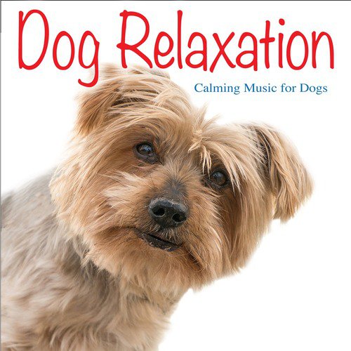 Dog Relaxation: Calming Music for Dogs