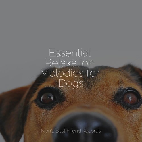 Essential Relaxation Melodies for Dogs