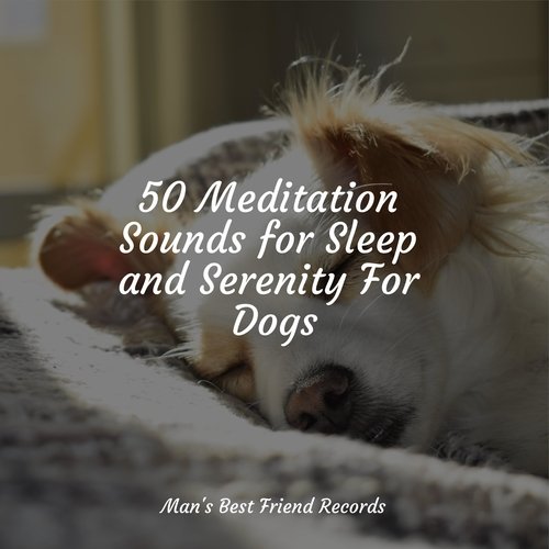 50 Meditation Sounds for Sleep and Serenity For Dogs_poster_image