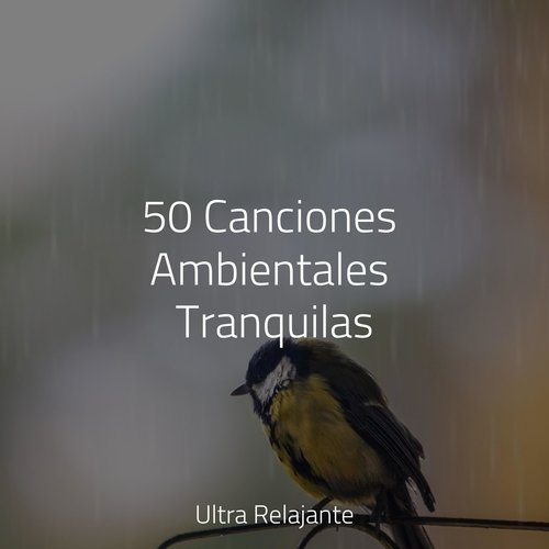 Conexión Divina cover art