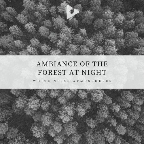 Ambiance of the Forest at Night