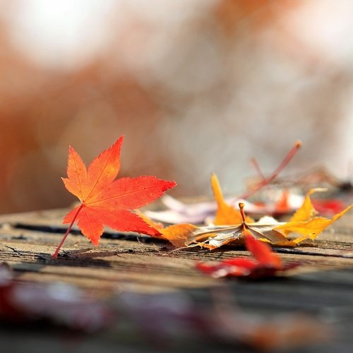 가을바람 Autumn Wind