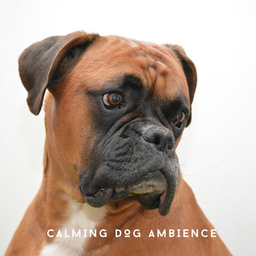 Dog Chillout Ambience cover art