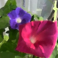 Morning Glory by Toshi