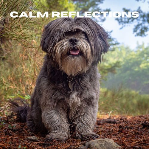 Calm Reflections_poster_image