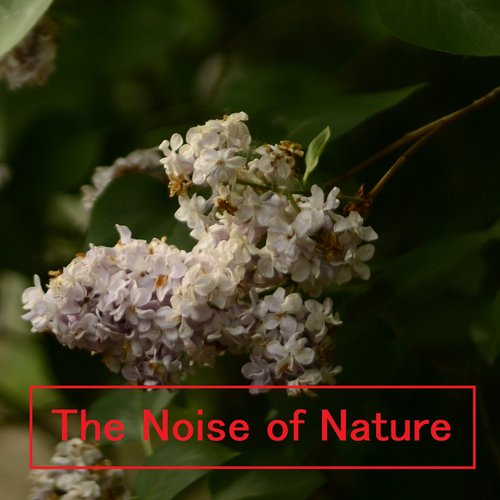 The Noise of Nature_poster_image