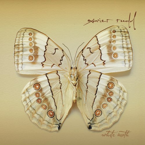 White Moth