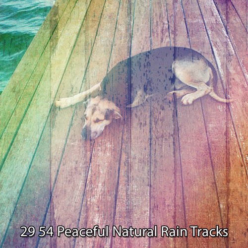 29 54 Peaceful Natural Rain Tracks_poster_image