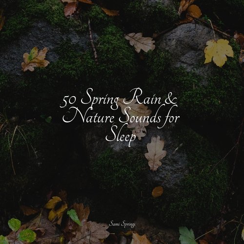 Calming Nature Bird Songs