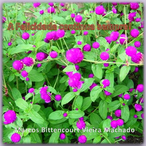 A Vida Simples cover art