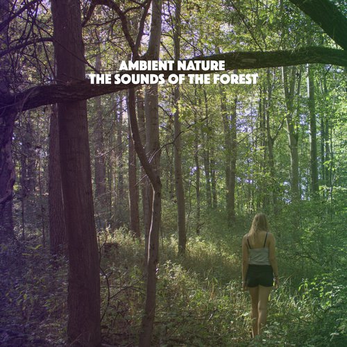 Ambient Nature: The Sounds of the Forest_poster_image