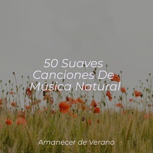 50 Suaves Canciones De Música Natural