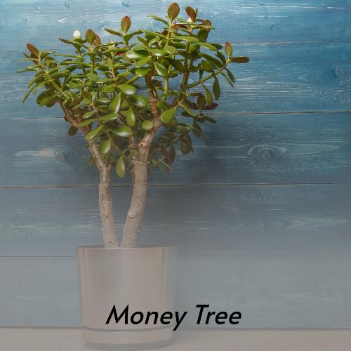 Money Tree