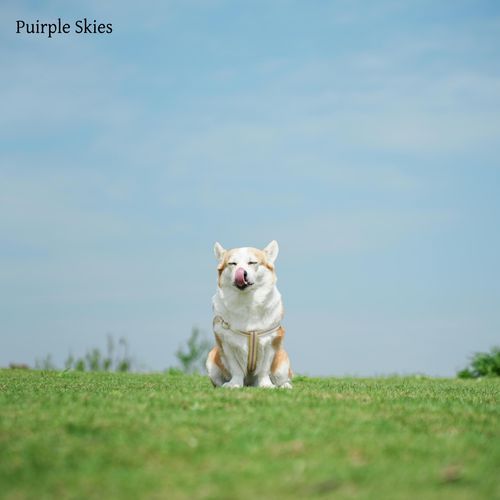 Puirple Skies_poster_image