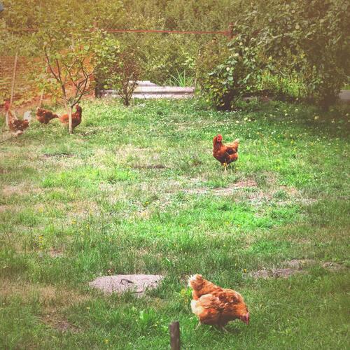 Calm chicken sounds to Fall Asleep with Relaxing animal noise