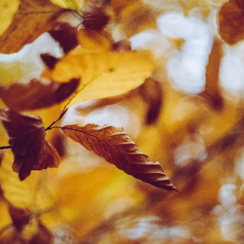 Relaxing Sounds to Relax and Healthy Peace