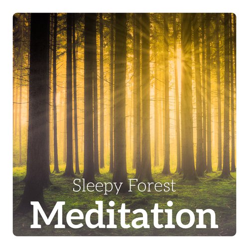 Sleepy Forest Meditation - Time of Relaxation and Reconnection with Your Inner Self, Escape Into Nature, Greater Harmony, Bliss & Healing
